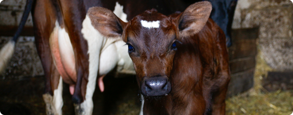 A baby cow who just received colostrum stares into the camera. 