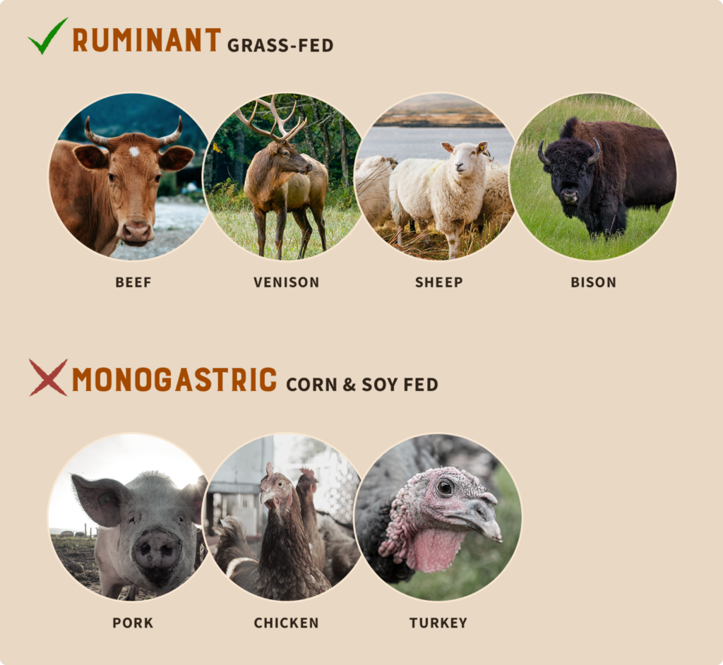Explanation of ruminant vs monogastric animals 