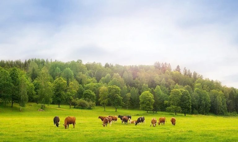 Is Grass Fed beef really worth it?