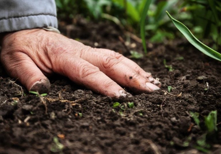 Why Regenerative Agriculture?