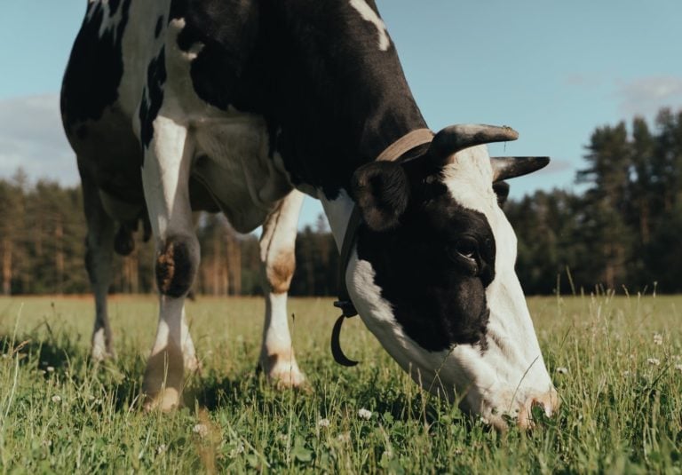 Nose-to-Tail Nourishment: the #1 Most Nutrient-Dense Foods on the Planet