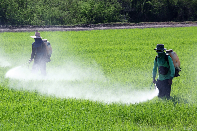 organic-and-conventional-foods