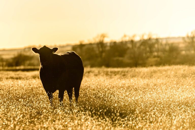 Issue #42: In defense of beef