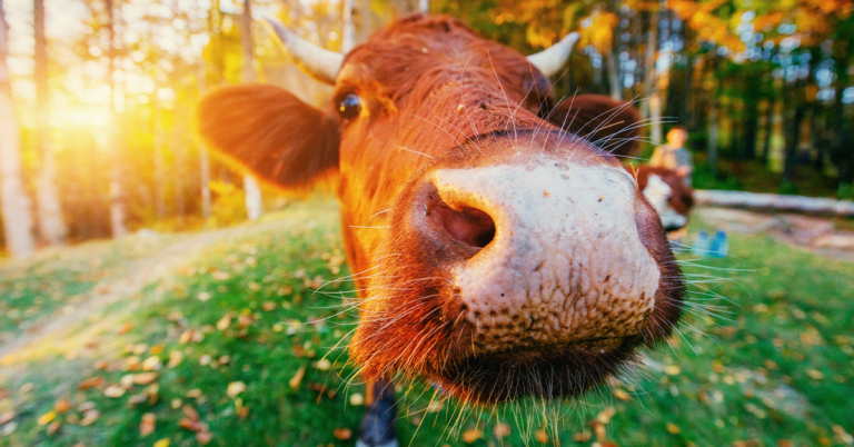 6 Reasons Why Grass-Fed Colostrum is an Impressive Superfood
