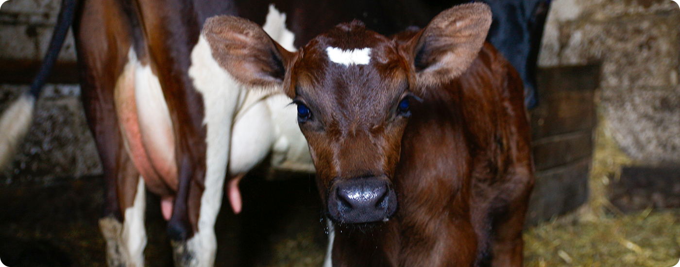 6 Reasons Why Grass-Fed Colostrum is an Impressive Superfood