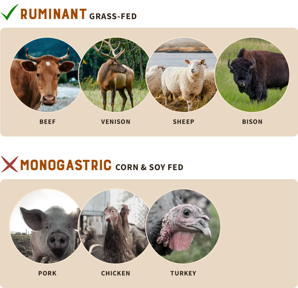 grass fed ruminant animals