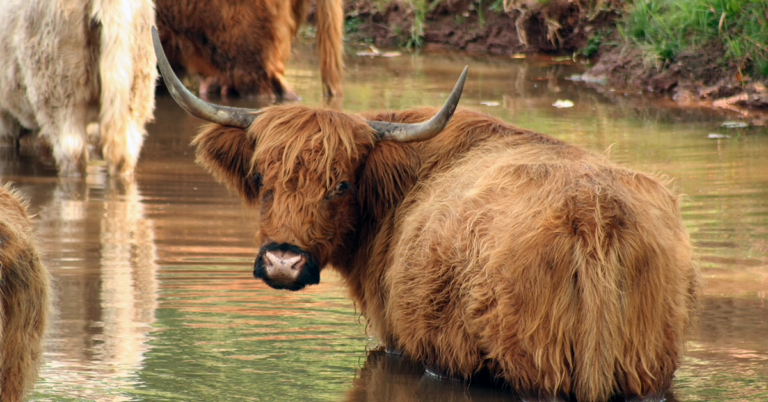 Grass-Fed vs Grain-Fed Beef: Which is Best? (10 Differences)