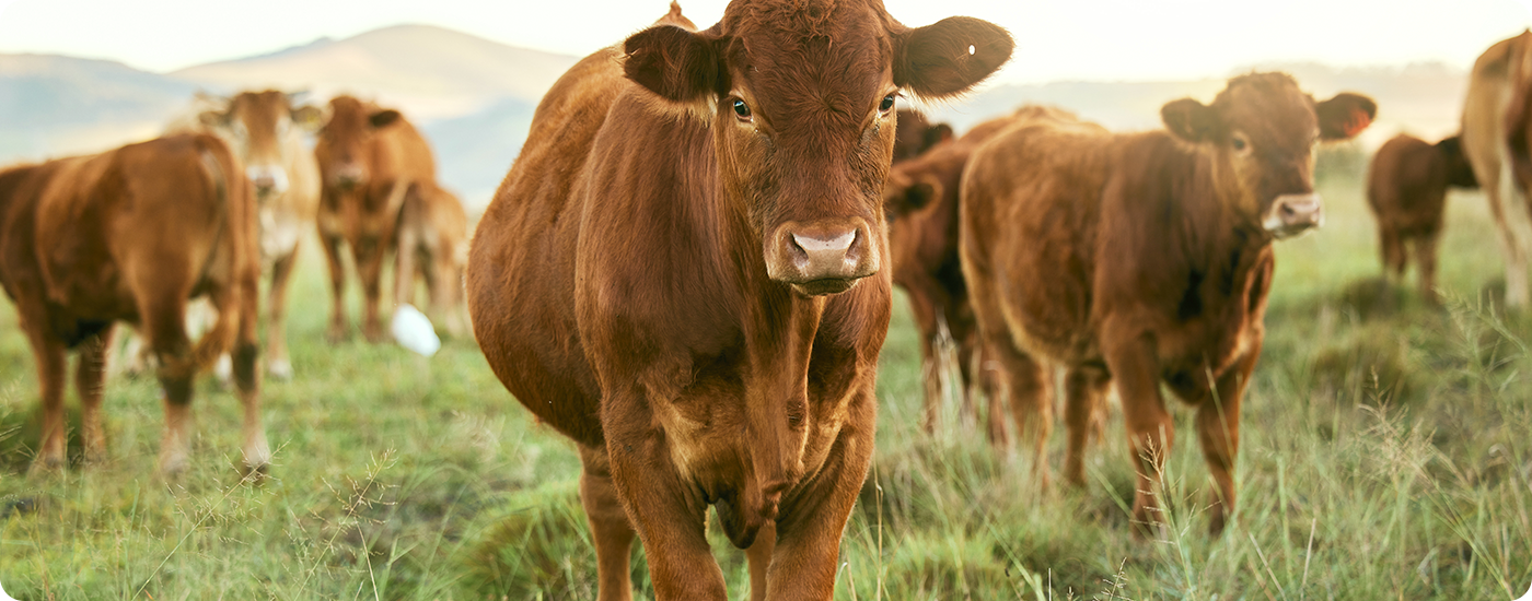 Grass-Fed vs Grain-Fed Beef: Which is Best? (10 Differences)