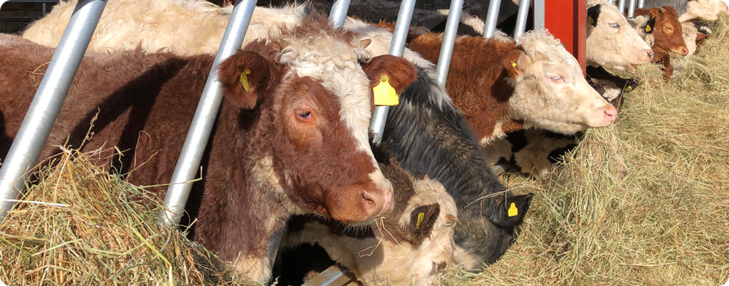 Cows eating grains in a feedlot. 