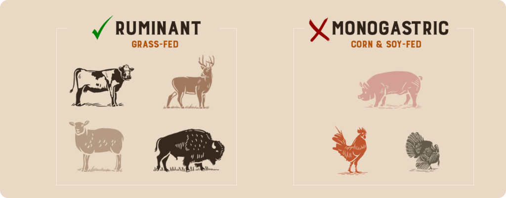 Comparison between monogastric and ruminant animals