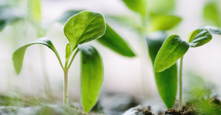 8 Important Nutrients You Can’t Get From a Plant-Based Diet