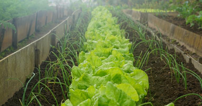 The Beginner’s Guide to Plant Toxins (Why Antinutrients Matter)