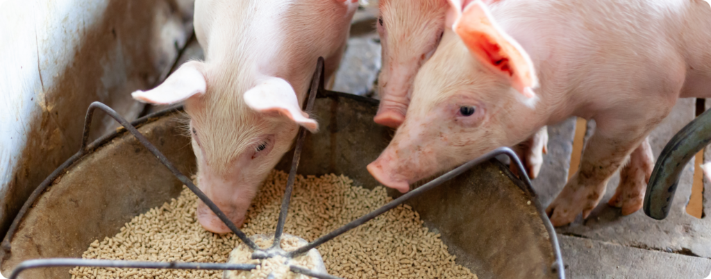 pigs eating corn and soy feed