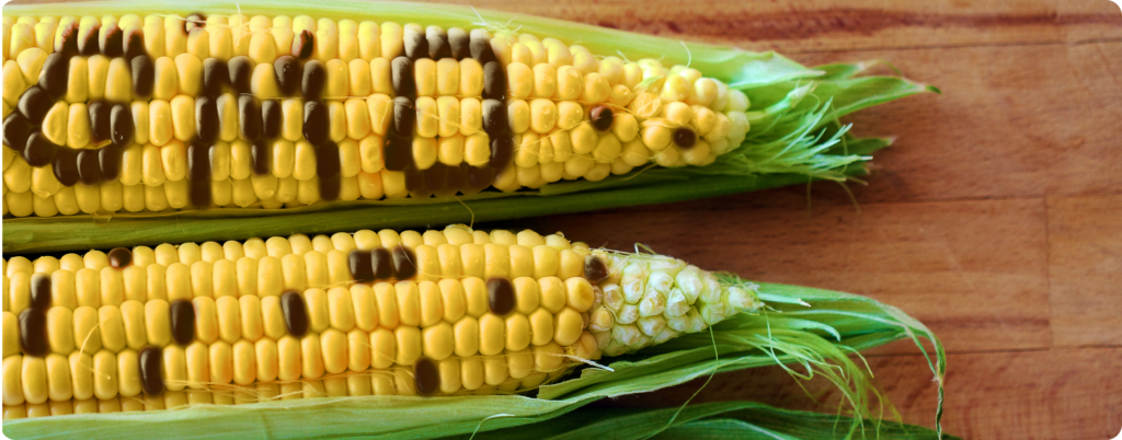 gmo corn