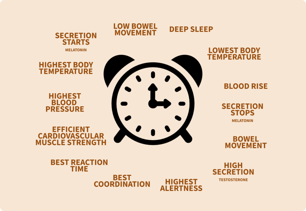 Many biological processes have a circadian component