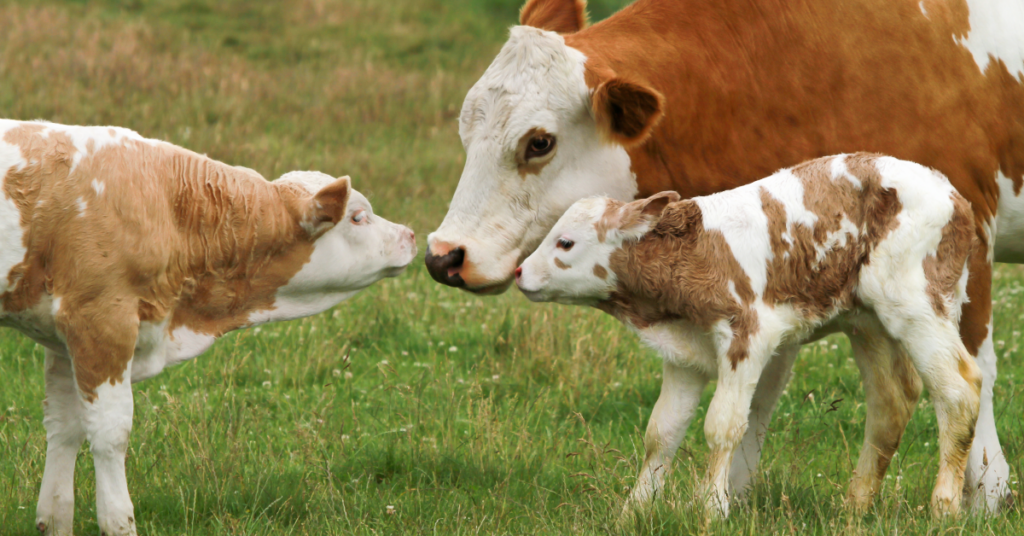 A mother with her calves 