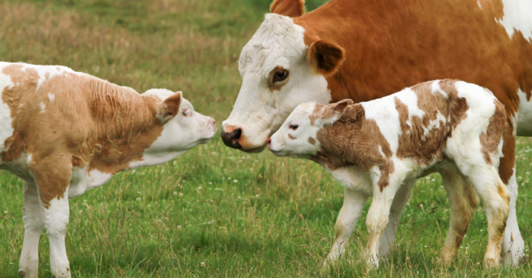Grass Fed Colostrum: What is It? (Skin & Gut Benefits)