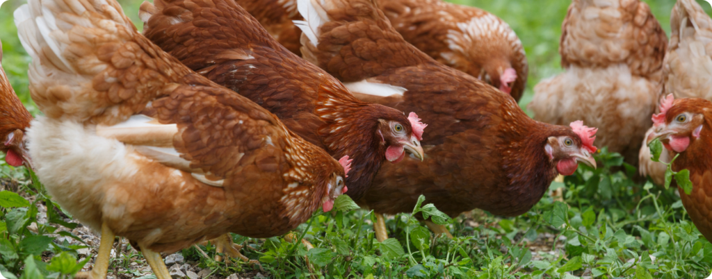 Chickens grazing in a field