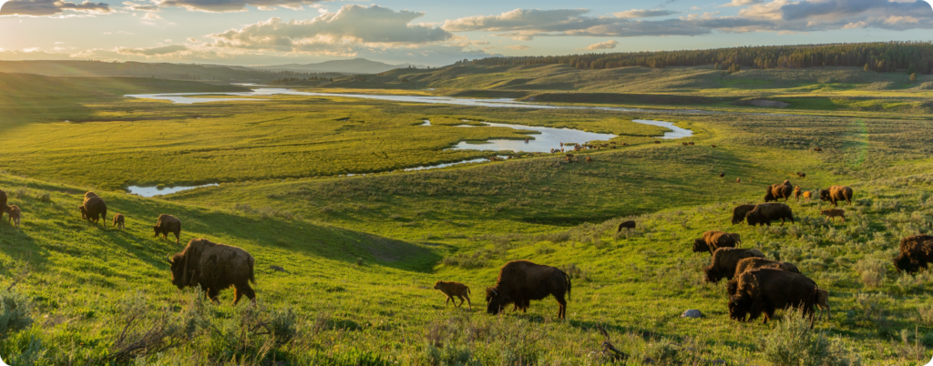 Bison grazing on a pasture