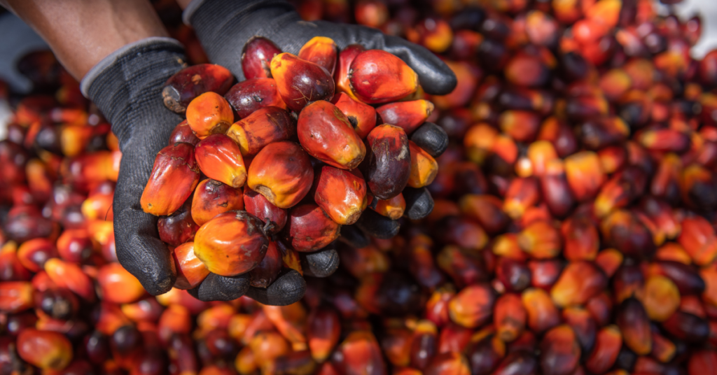 A person holding palm fruits