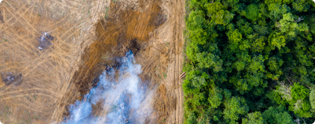 Palm oil can be a problem for deforestation