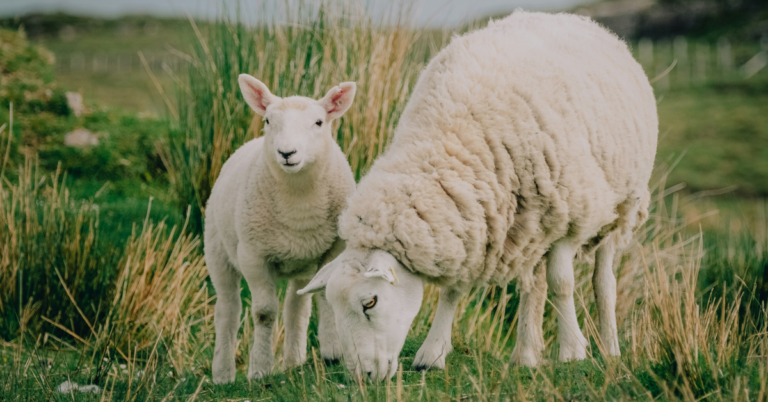 Is Lamb Good For You? 6 Benefits & Nutrition Facts