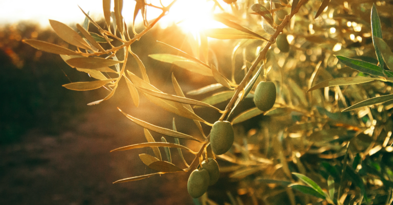 Is Olive Oil a Seed Oil? (7 Major Benefits)