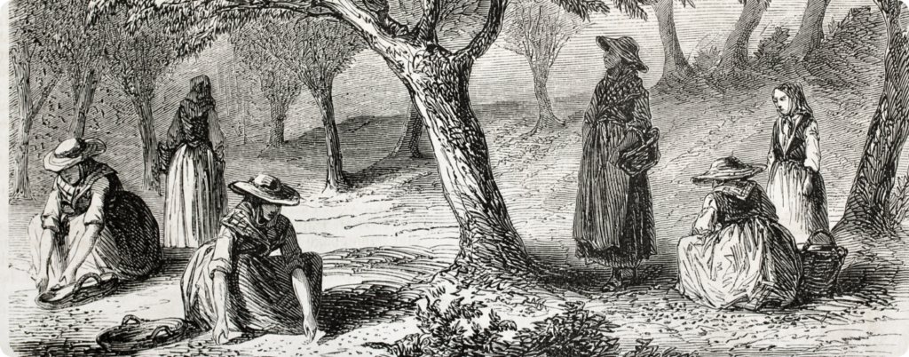 A historical photo of olive oils