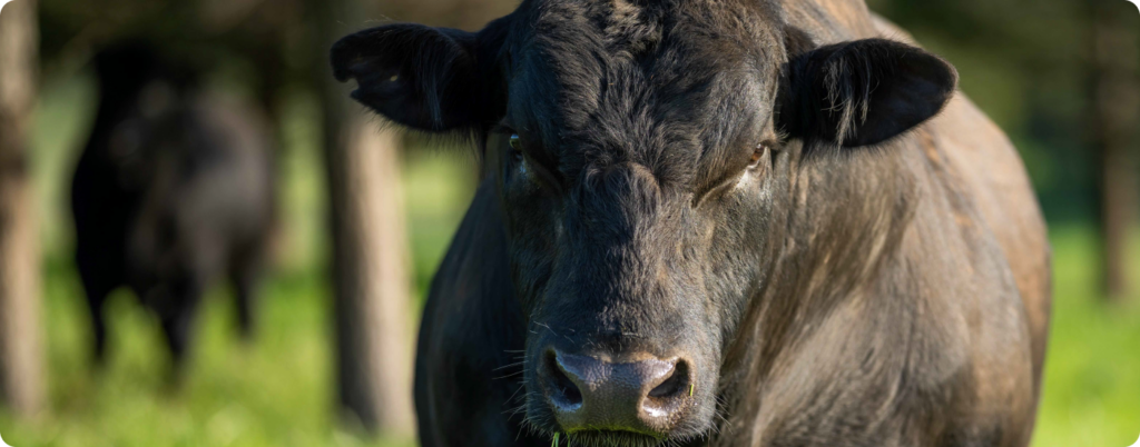 A bull staring into the camera