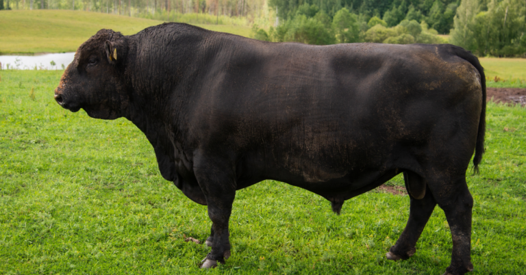 Bull Testicle Benefits: The Power of Rocky Mountain Oysters