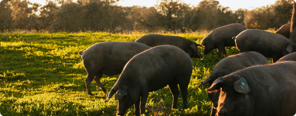 Is pork unhealthy? High-quality pork from a trusted farm can be a nourishing complement to your animal-based routine