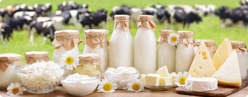 Dairy products are also great brain foods