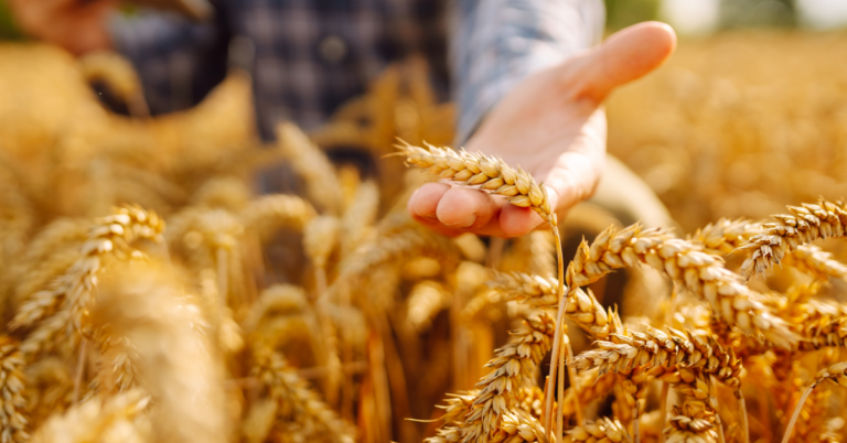 Are Grains Bad For You?  5 Things You Should Know