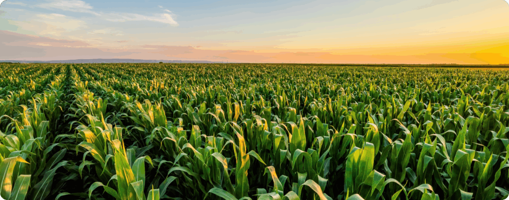 A rural corn field 