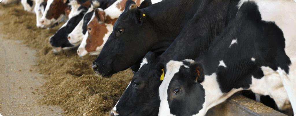 Cattle feed may be exposed to mycotoxins and other contaminants