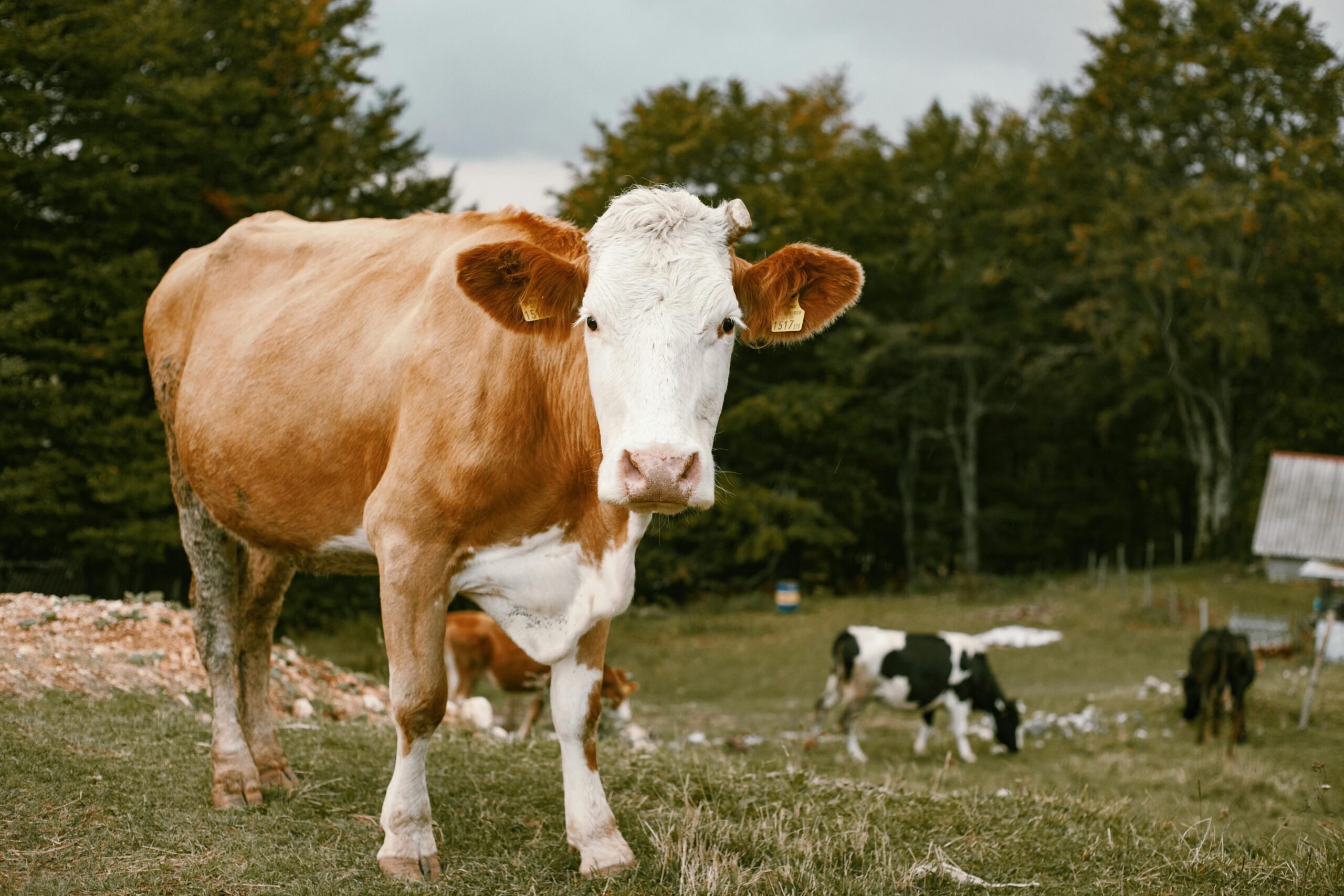 Issue #153: 4 biggest beef myths debunked