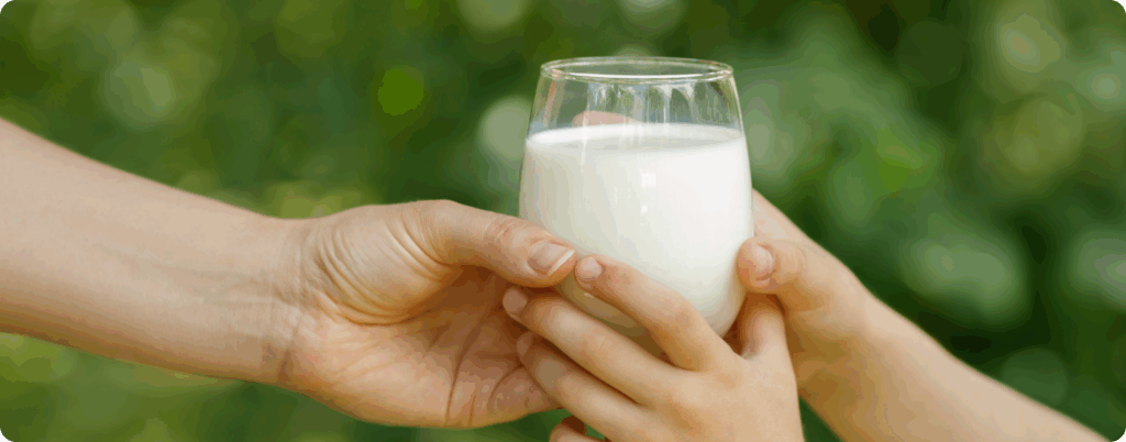 What is A2 milk? This article explains why it can be a perfect option for athletes and those with sensitive stomachs. 