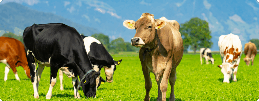 What is A2 milk? It comes from specific breeds of cattle and other animals like goats. 