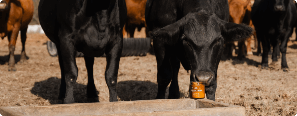 Healthy Angel Food Cake | Heart & Soil Supplements