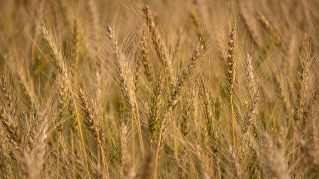 Natural Remedies for Seasonal Allergies: The Ultimate Guide | Heart & Soil Supplements