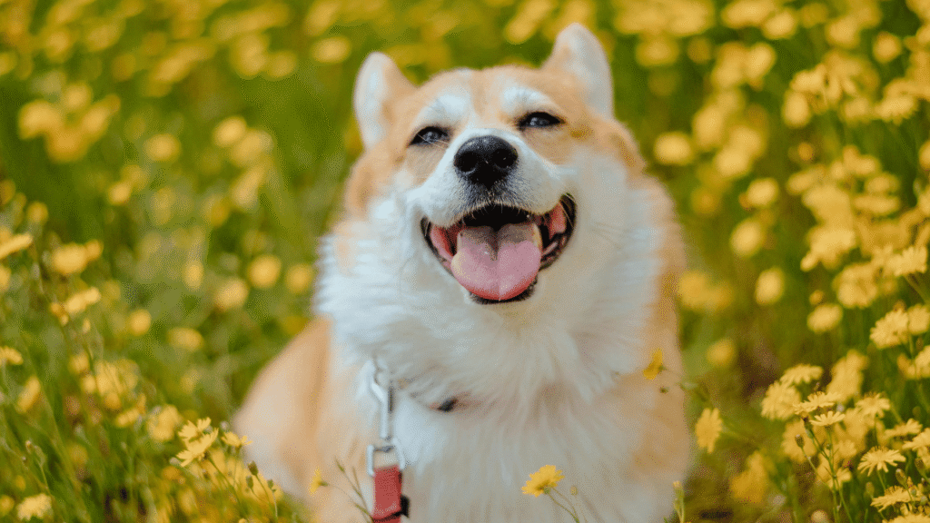 Seasonal Allergies in Dogs: What Every Owner Should Know | Heart & Soil Supplements