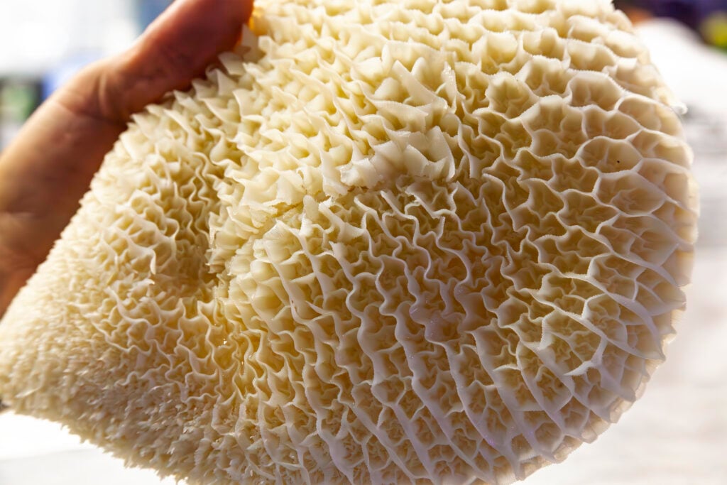 What is tripe? It's the stomach lining of a ruminant animal